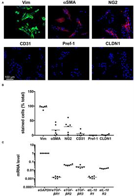 Anti-fibrotic Actions of Equine Interleukin-10 on Transforming Growth Factor-Beta1-Stimulated Dermal Fibroblasts Isolated From Limbs of Horses